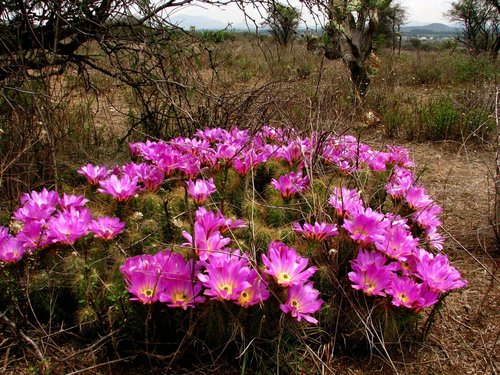 Echinocereus cinerascens — photo