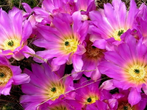 Echinocereus cinerascens — photo