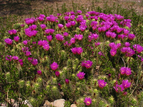 Echinocereus cinerascens