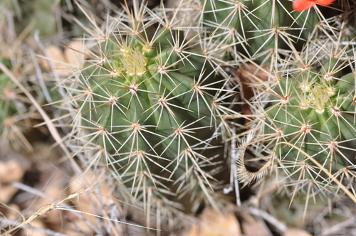 Echinocereus coccineus (Arizona hedgehog) — photo