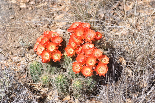 Echinocereus coccineus (Arizona hedgehog) — photo