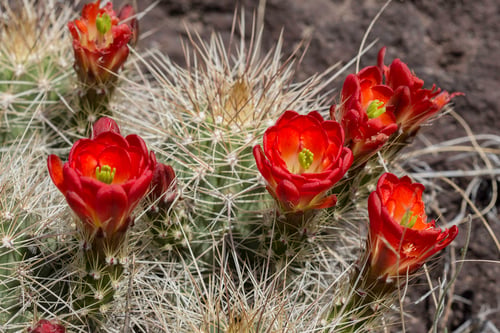 Echinocereus coccineus