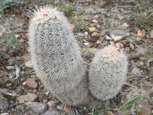 Echinocereus dasyacanthus (Golden rainbow hedgehog cactus) — photo