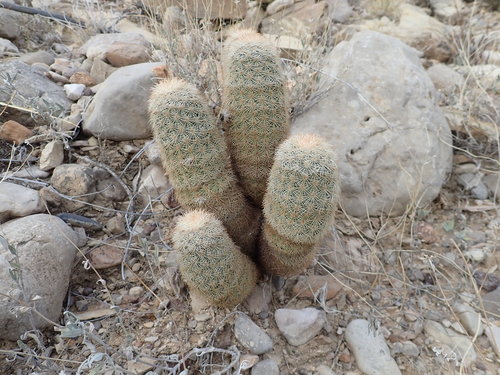 Echinocereus dasyacanthus (Golden rainbow hedgehog cactus) — photo
