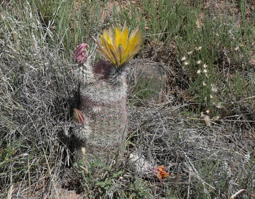 Echinocereus dasyacanthus