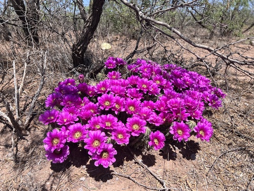 Echinocereus enneacanthus (Strawberry cactus) — photo