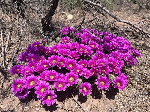 Echinocereus enneacanthus (Strawberry cactus) — photo