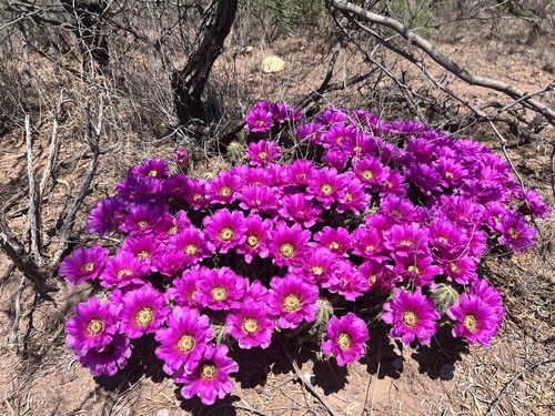 Echinocereus enneacanthus