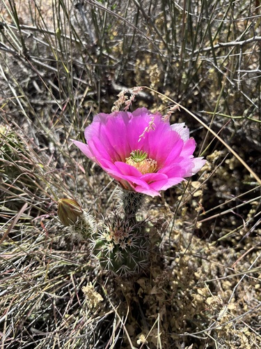 Echinocereus fasciculatus (Strawberry hedgehog) — photo
