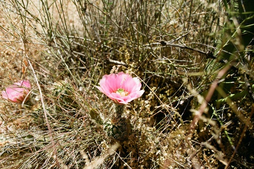 Echinocereus fasciculatus (Strawberry hedgehog) — photo