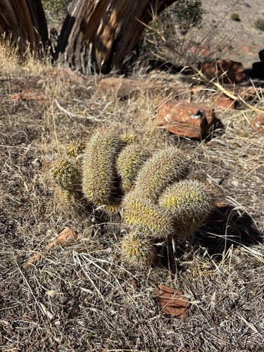 Echinocereus fasciculatus