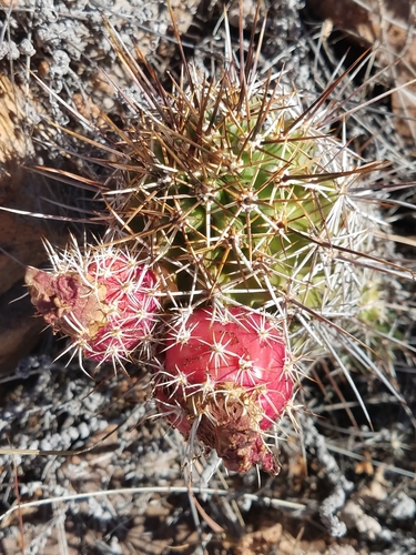Echinocereus fendleri (Fendler's hedgehog cactus) — photo