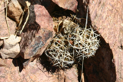 Echinocereus fendleri (Fendler's hedgehog cactus) — photo