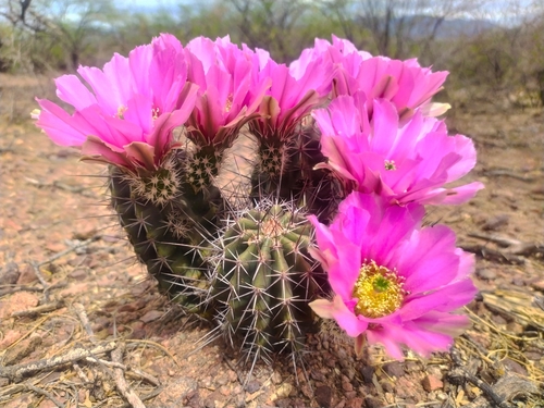 Echinocereus fendleri