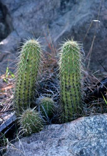 Echinocereus ledingii