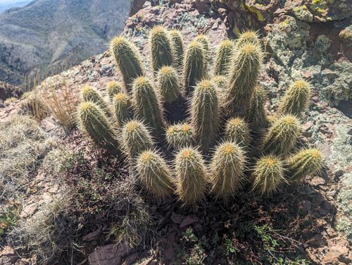Echinocereus ledingii (Leding's hedgehog cactus) — photo
