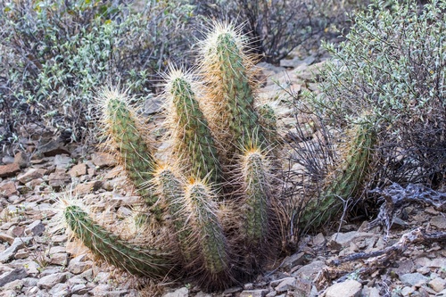 Echinocereus nicholii (Nichol's hedgehog cactus) — photo
