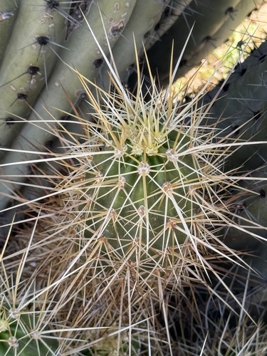 Echinocereus nicholii (Nichol's hedgehog cactus) — photo