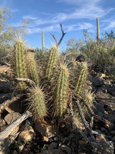 Echinocereus nicholii