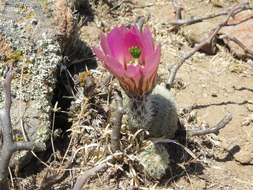 Echinocereus pectinatus (Rainbow cactus) — photo