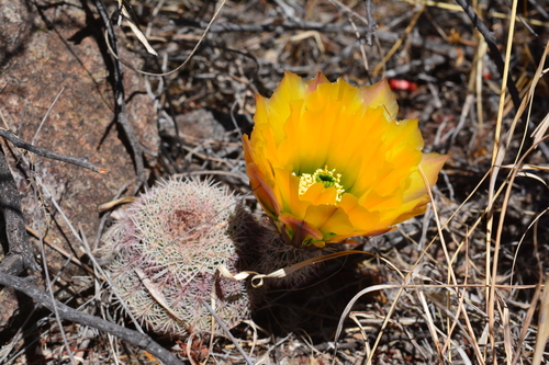 Echinocereus pectinatus (Rainbow cactus) — photo