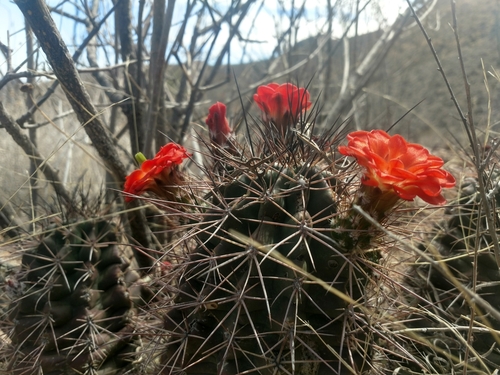 Echinocereus polyacanthus (Giant claret-cup cactus) — photo