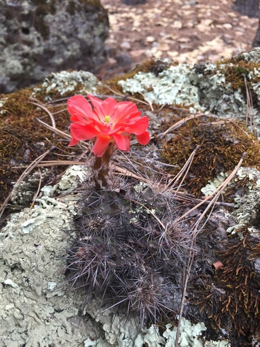 Echinocereus polyacanthus (Giant claret-cup cactus) — photo