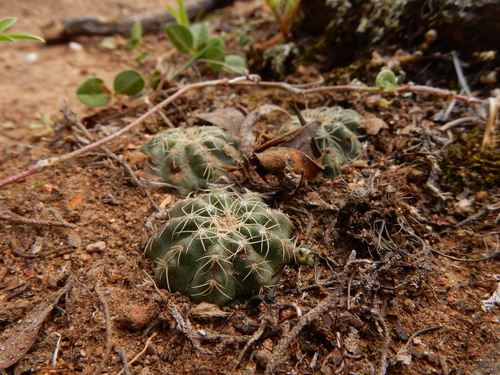 Echinocereus pulchellus — photo