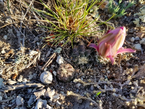 Echinocereus pulchellus — photo