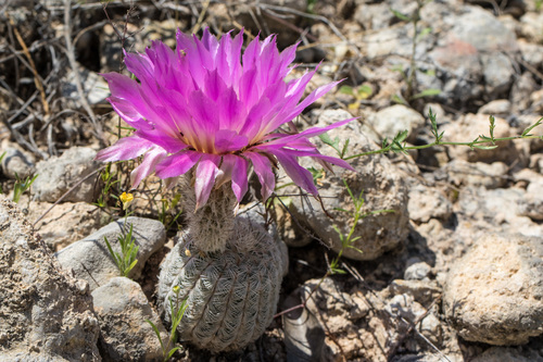 Echinocereus reichenbachii (Black lace cactus) — photo
