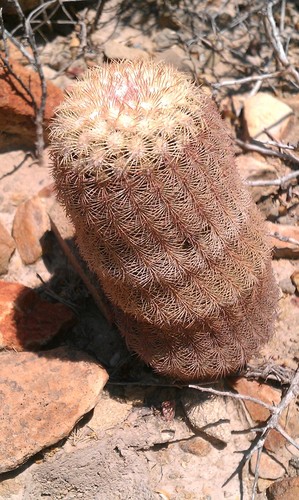 Echinocereus reichenbachii (Black lace cactus) — photo