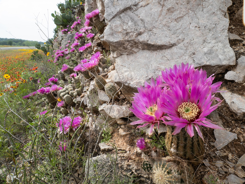 Echinocereus reichenbachii subsp. armatus — photo