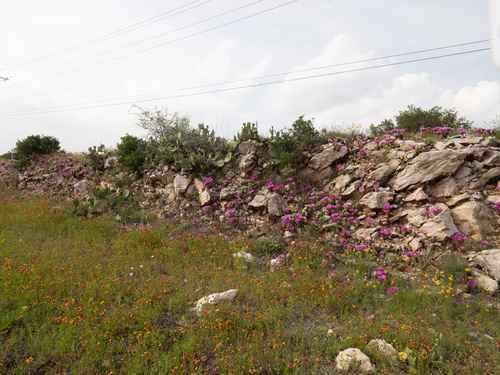 Echinocereus reichenbachii subsp. armatus — photo
