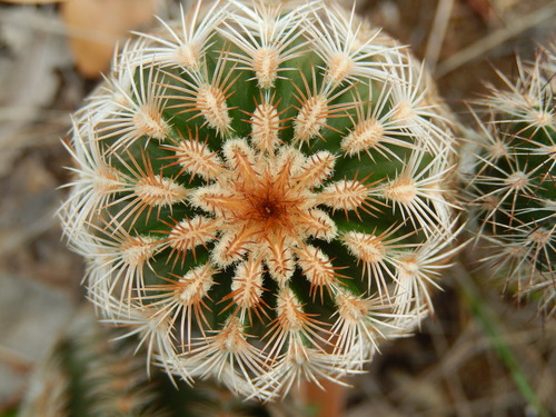 Echinocereus reichenbachii subsp. armatus