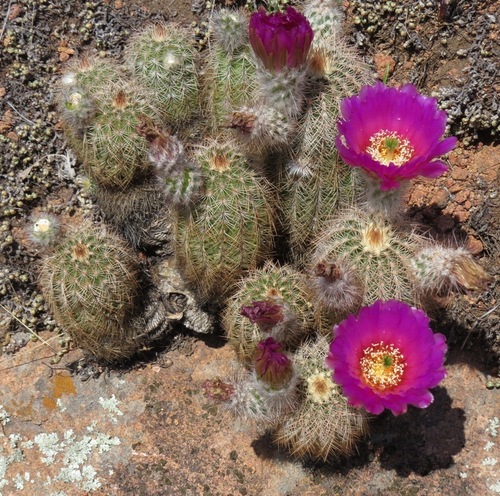 Echinocereus reichenbachii