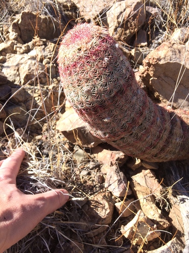 Echinocereus rigidissimus (Rainbow hedge-hog cactus) — photo