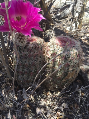 Echinocereus rigidissimus (Rainbow hedge-hog cactus) — photo