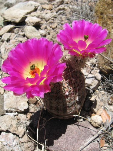 Echinocereus rigidissimus