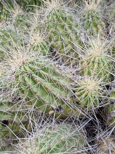 Echinocereus stramineus (Mexican strawberry) — photo