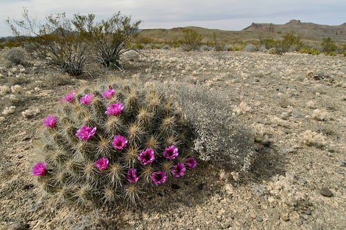 Echinocereus stramineus