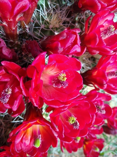 Echinocereus triglochidiatus (Claret cup cactus) — photo