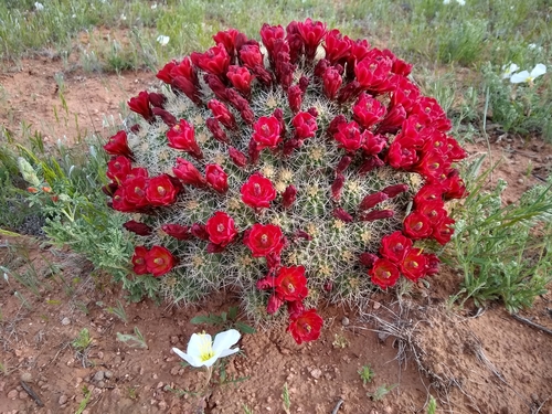 Echinocereus triglochidiatus (Claret cup cactus) — photo