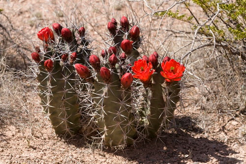 Echinocereus triglochidiatus