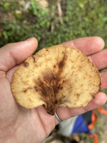 Echinochaete brachypora — photo