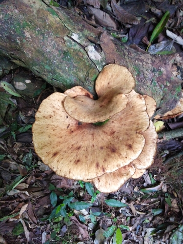 Echinochaete brachypora — photo