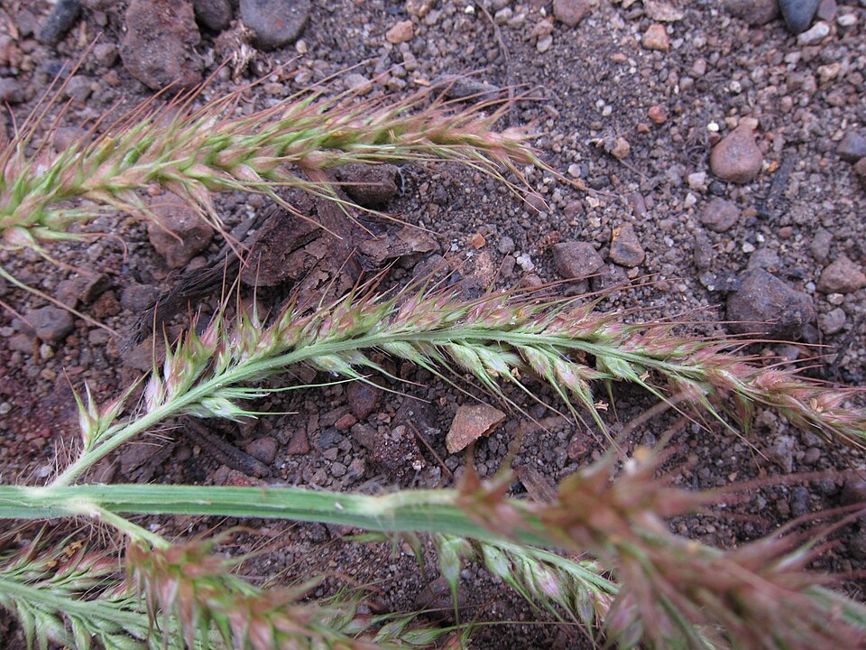 Echinochloa burgu (Mother of Knives) — photo