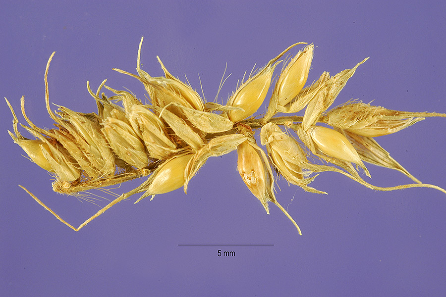 Echinochloa burgu