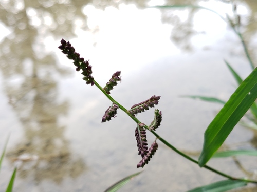 Echinochloa colona (Jungle rice) — photo