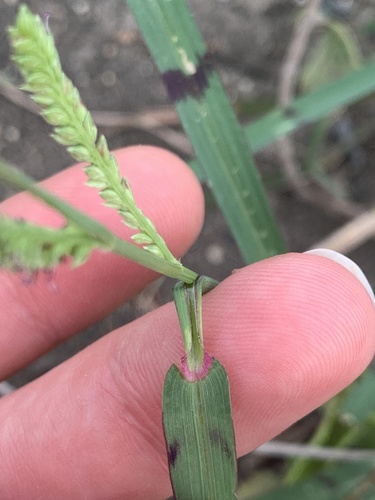 Echinochloa colona (Jungle rice) — photo