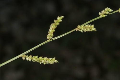 Echinochloa colona